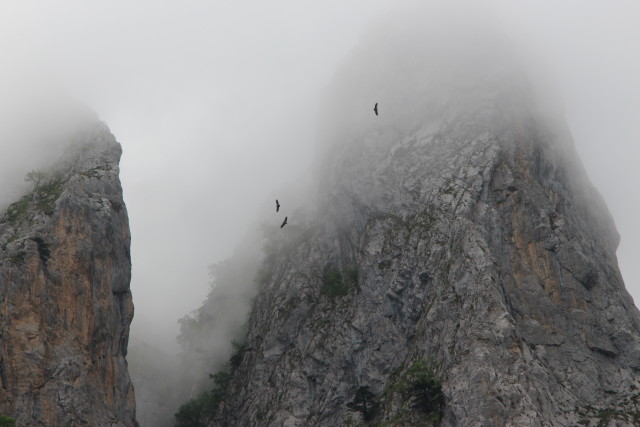 Griffon Vultures in Picos de Europa